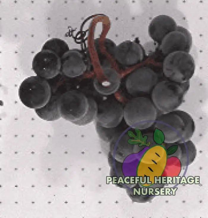 R.W. Munson Grape | Naturally Grown Grape Vines For Sale