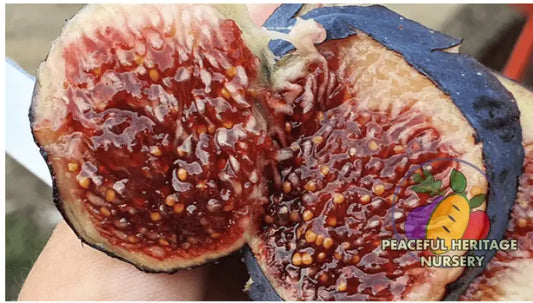 Raspberry Latte Fig - NEW!!! Naturally Grown MEDIUM 1-2’ ORGANIC