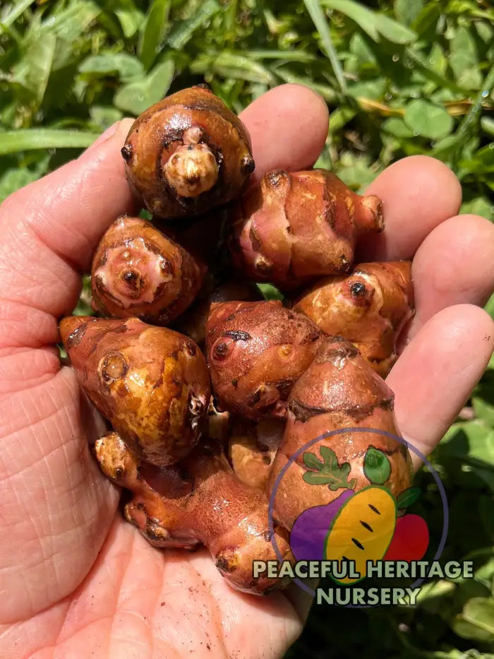 'Red Rover' Jersusalem Artichoke Plants 'Sunchokes' | Naturally Grown
