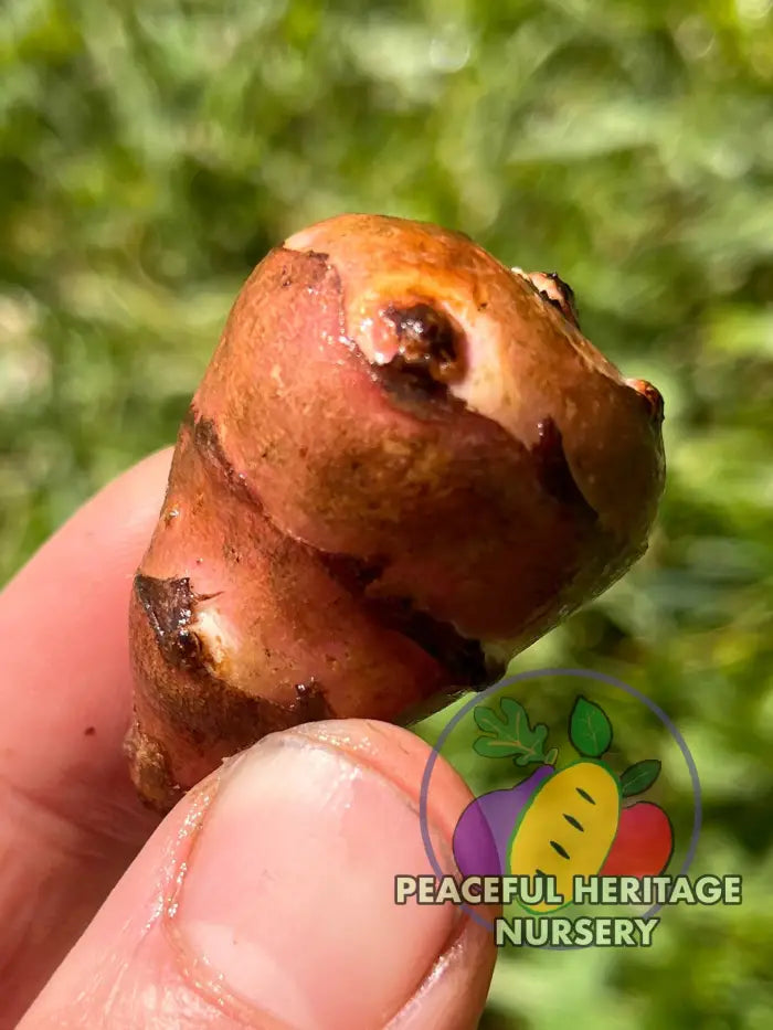 ’Red Rover’ Jersusalem Artichoke Plants ’Sunchokes’ | Naturally Grown - Native