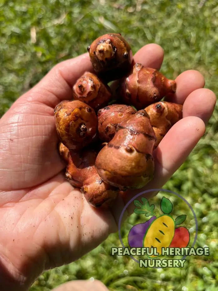 ’Red Rover’ Jersusalem Artichoke Plants ’Sunchokes’ | Naturally Grown - Native