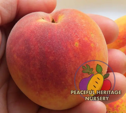 Redskin Peach | Peaceful Heritage Nursery Peach Trees For Sale