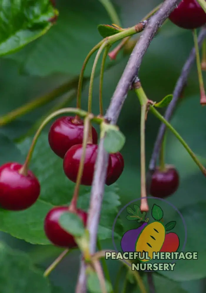 Romance Bush Cherry Collection - NEW!!!