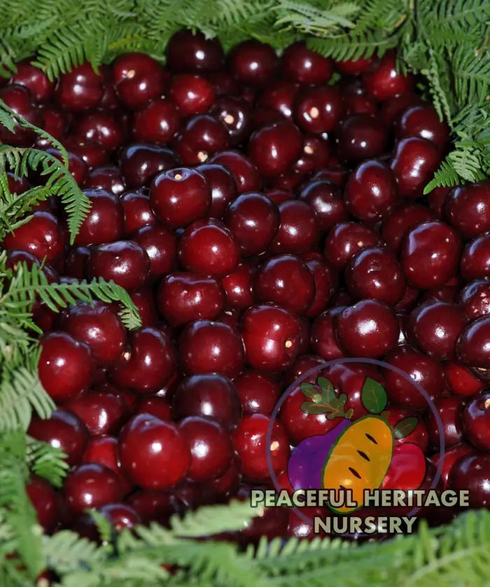 Romeo Bush Cherry - NEW!!!