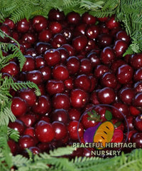 Romeo Bush Cherry - NEW!!!