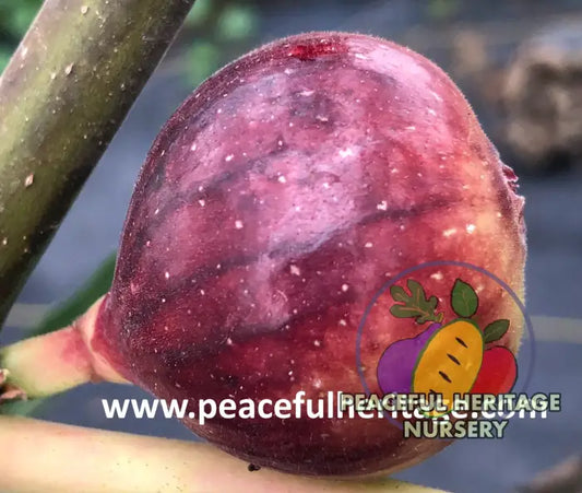 Ronde de Bordeaux Fig - Naturally Grown Naturally Grown Fig Trees For Sale