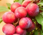 Au Producer Plum | Peaceful Heritage Nursery