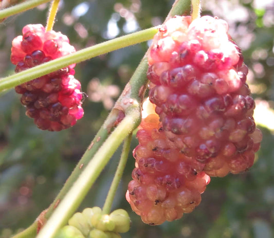Honeydrops Mulberry - NATURALLY GROWN