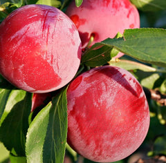 Au Rosa Plum | Peaceful Heritage Nursery