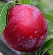 Au Rubrum Plum | Peaceful Heritage Nursery
