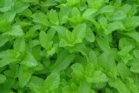 Spearmint- KENTUCKY COLONEL  3-Cell Starter Pack -Naturally Grown