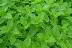 Spearmint Kentucky Colonel 3 Cell Starter Pack | Peaceful Heritage Nursery