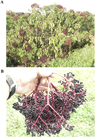 Wyldewood Elderberry