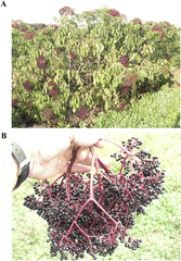 Wyldewood Elderberry | Naturally Grown