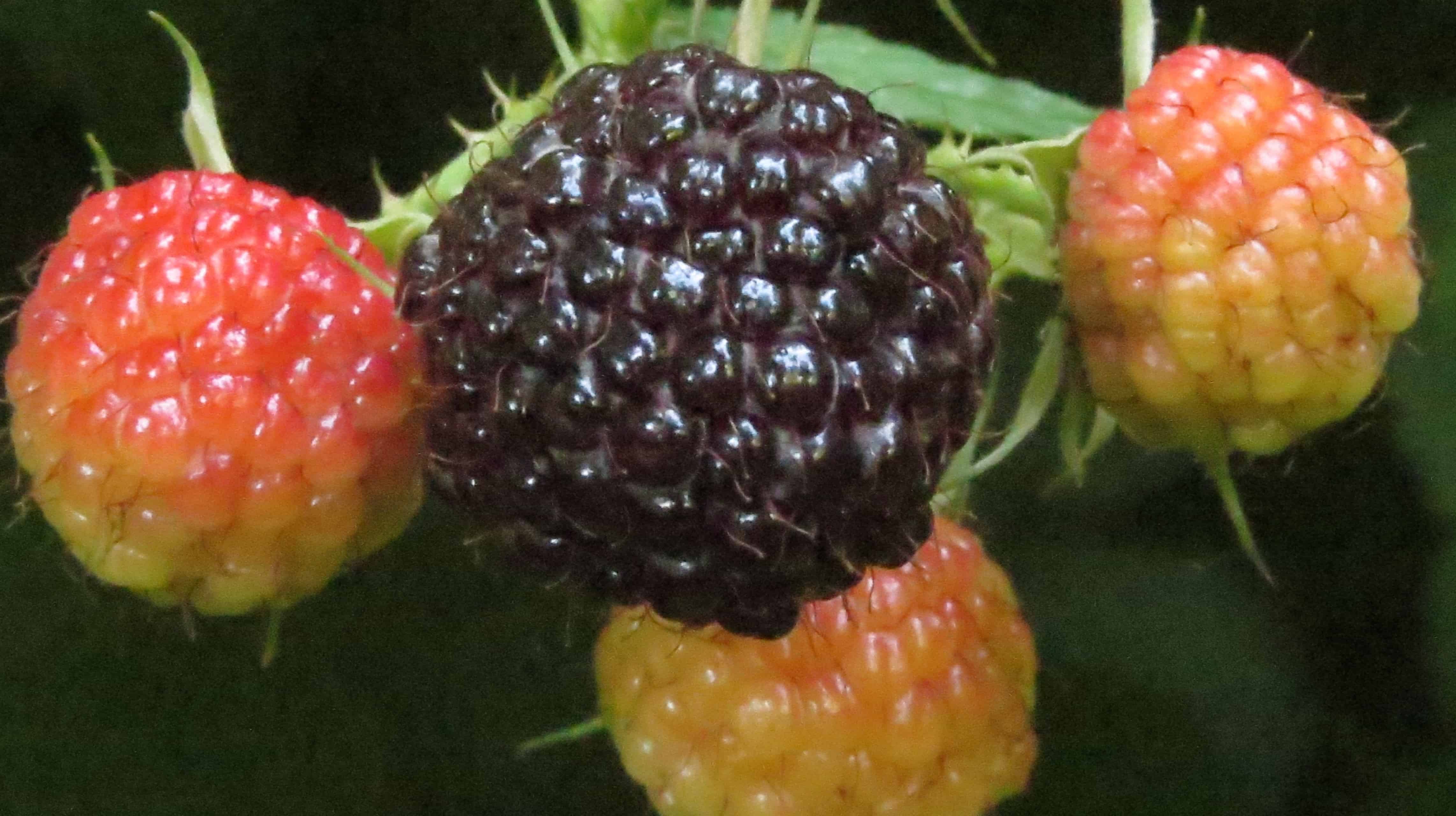 Jewel Black Raspberries 2 Count - For Sale | Peaceful Heritage Nursery