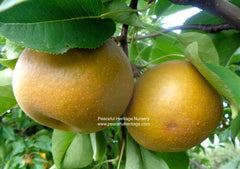 Olympic Asian Pear