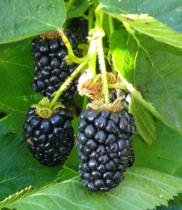 Arapaho Thornless Blackberry