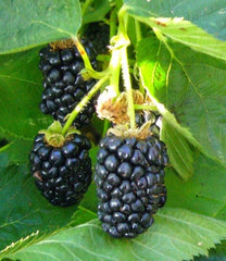 Arapaho Thornless Blackberry | Peaceful Heritage Nursery