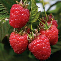 Heritage Everbearing Red Raspberry Bundles