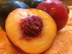 Jefferson Peach | Peaceful Heritage Nursery