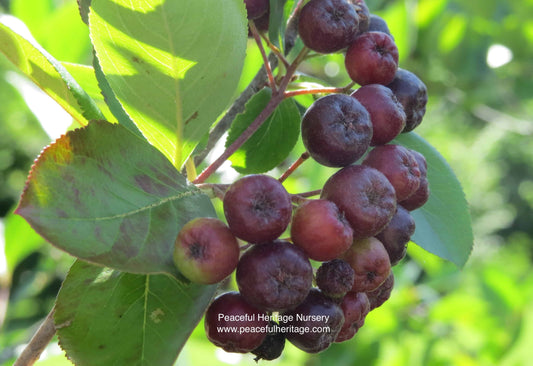 Aronia Seedling (Aronia melanocarpa)