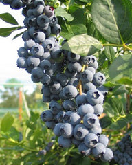 Patriot Blueberry