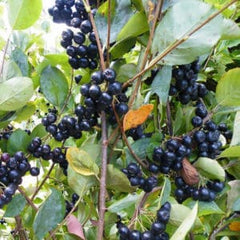 Viking Aronia Berry | Naturally Grown