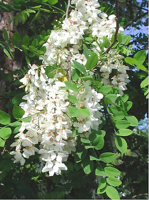 Black Locust Legume Tree