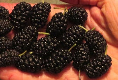 Madhava Mulberry - Naturally Grown