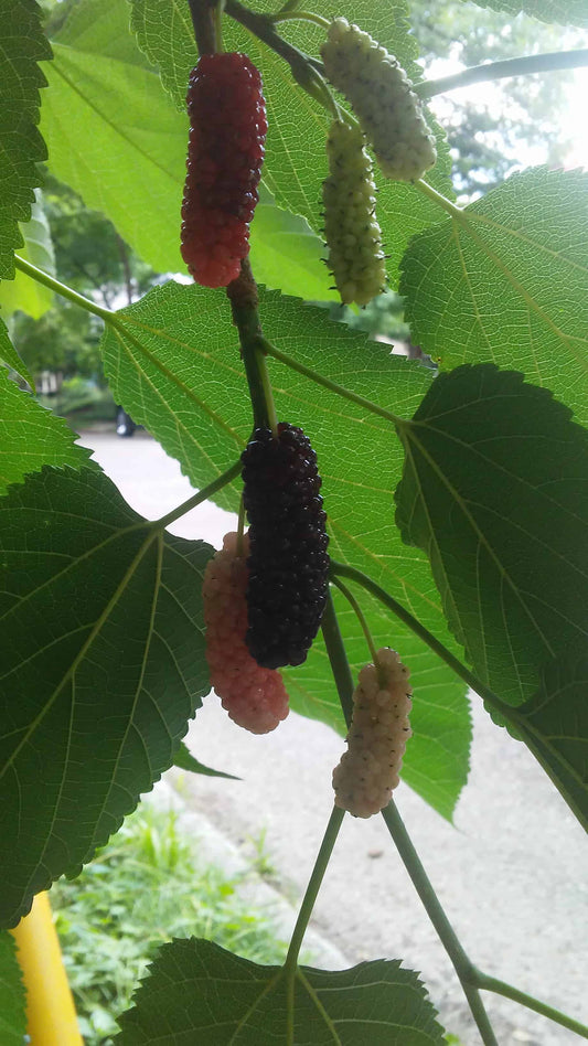 Silk Hope Mulberry - Naturally Grown