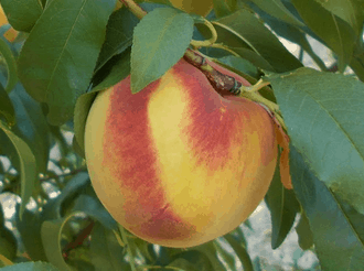 Carolina Gold Peach | Peaceful Heritage Nursery
