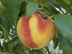 Carolina Gold Peach | Peaceful Heritage Nursery