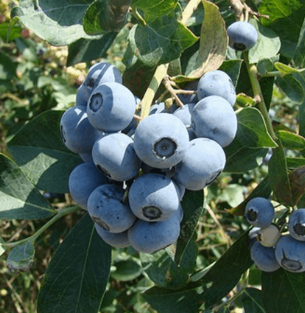 Tifblue Rabbiteye  Blueberry