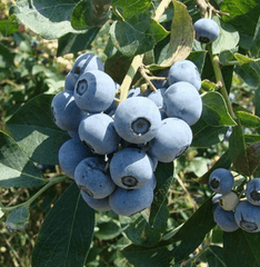 Rabbiteye Blueberry Bundle