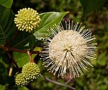 Buttonbush (Cephalanthus occidentalis)