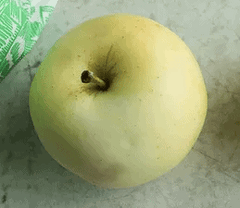 Yellow Transparent June Apple