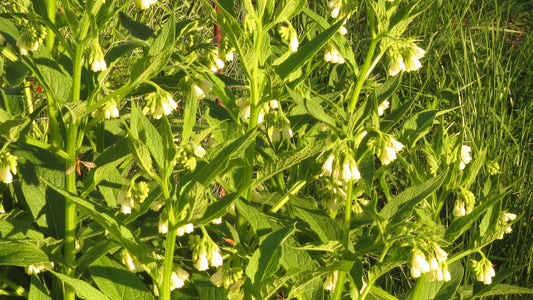 Comfrey (Symphytum x Uplandicum) Bocking 14 - NATURALLY GROWN