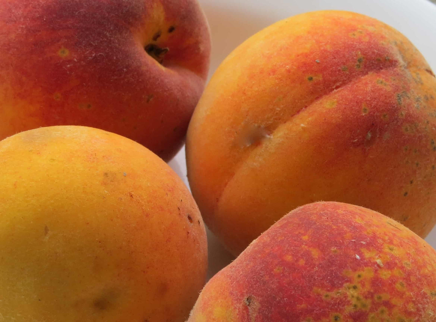 Contender Peach