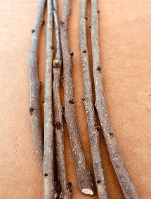 Scion Wood & Cuttings