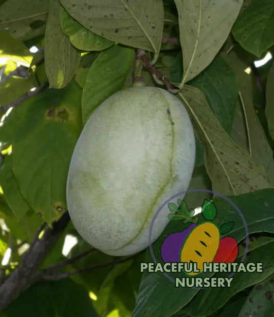 Shenandoah ™ Pawpaw Tree - NATURALLY GROWN SUPREME GRADE 3’ + Pawpaw Trees For Sale