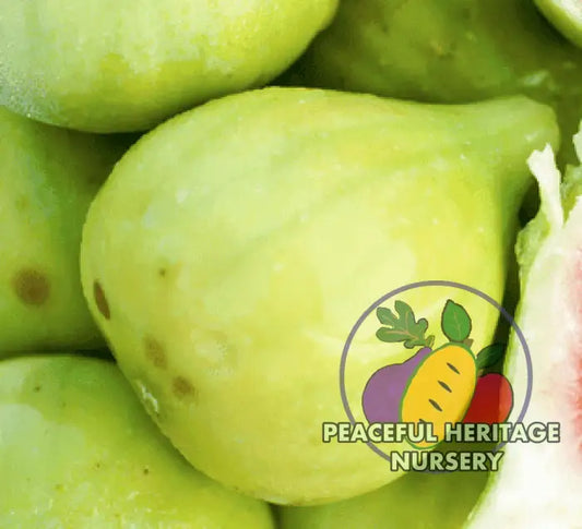 Sicilian Hardy Fig Tree - Naturally Grown MEDIUM 1-2’ ORGANIC
