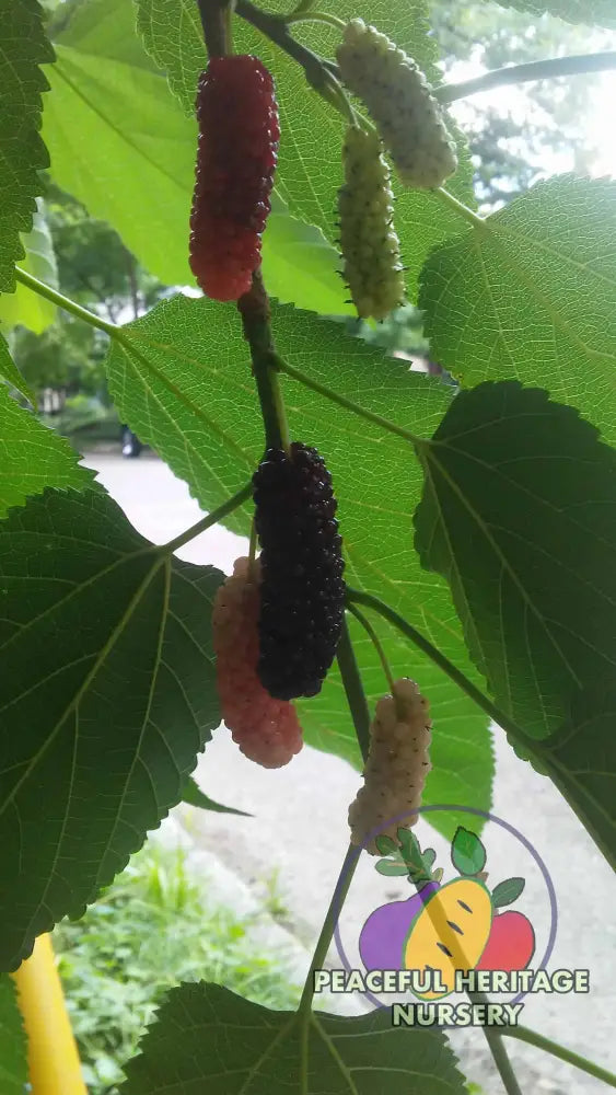 Silk Hope Mulberry - Naturally Grown MEDIUM 1-2’ Mulberry Trees For Sale
