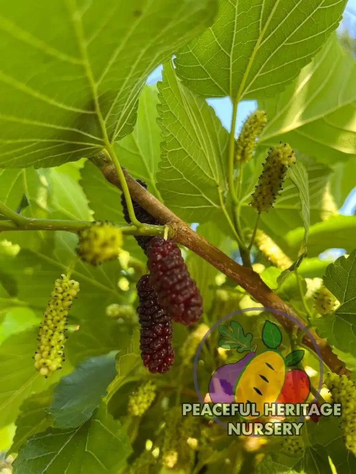 Silk Hope Mulberry - Naturally Grown Mulberry Trees For Sale