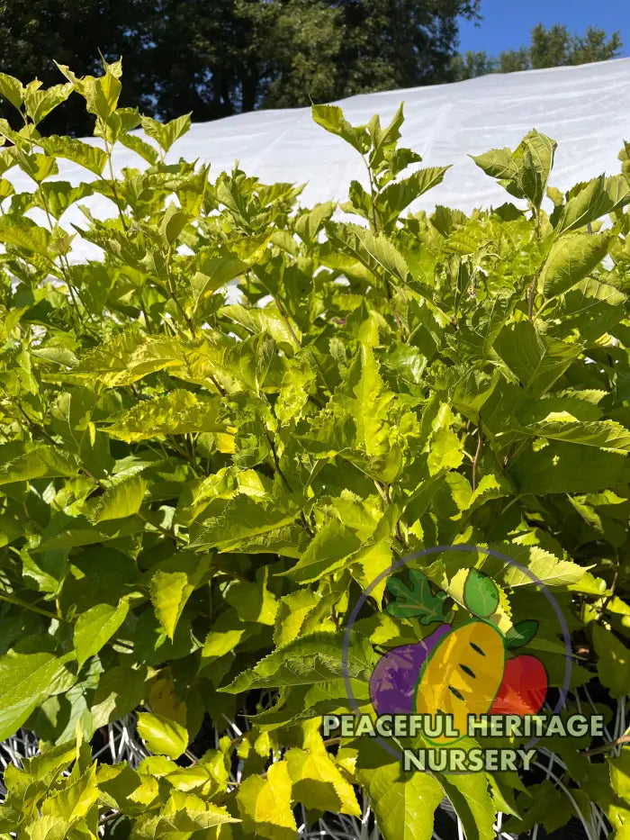 Silk Hope Mulberry - Naturally Grown Mulberry Trees For Sale