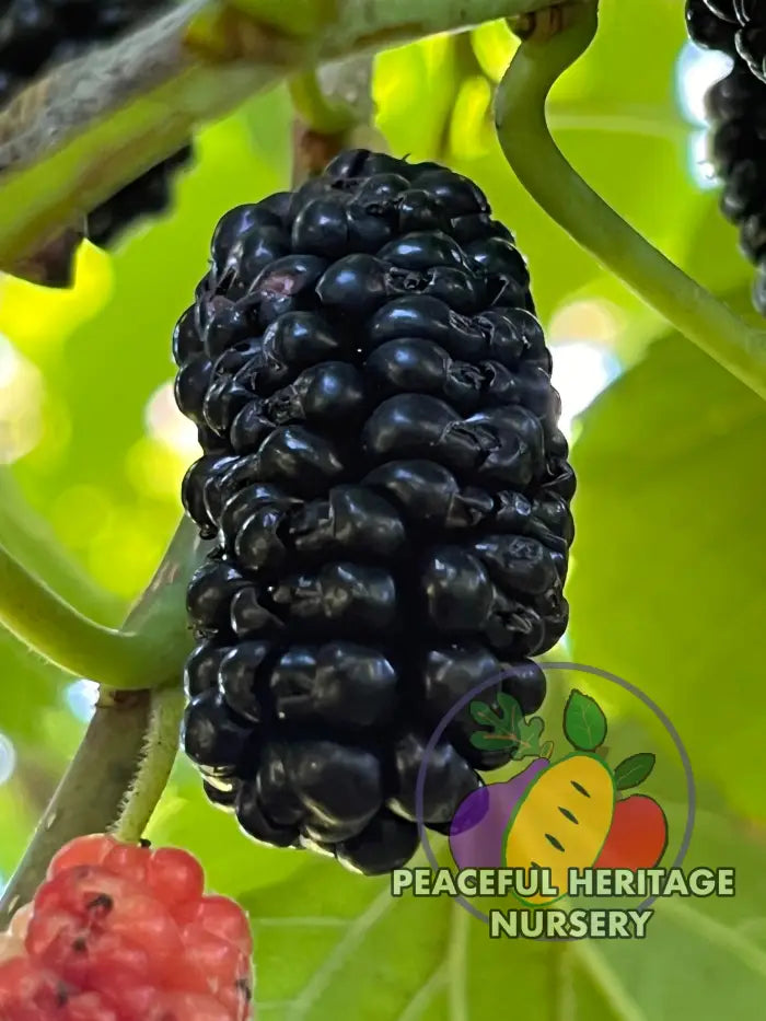 Silk Hope Mulberry - Naturally Grown