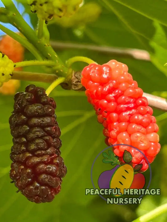 Silk Hope Mulberry - Naturally Grown Mulberry Trees For Sale