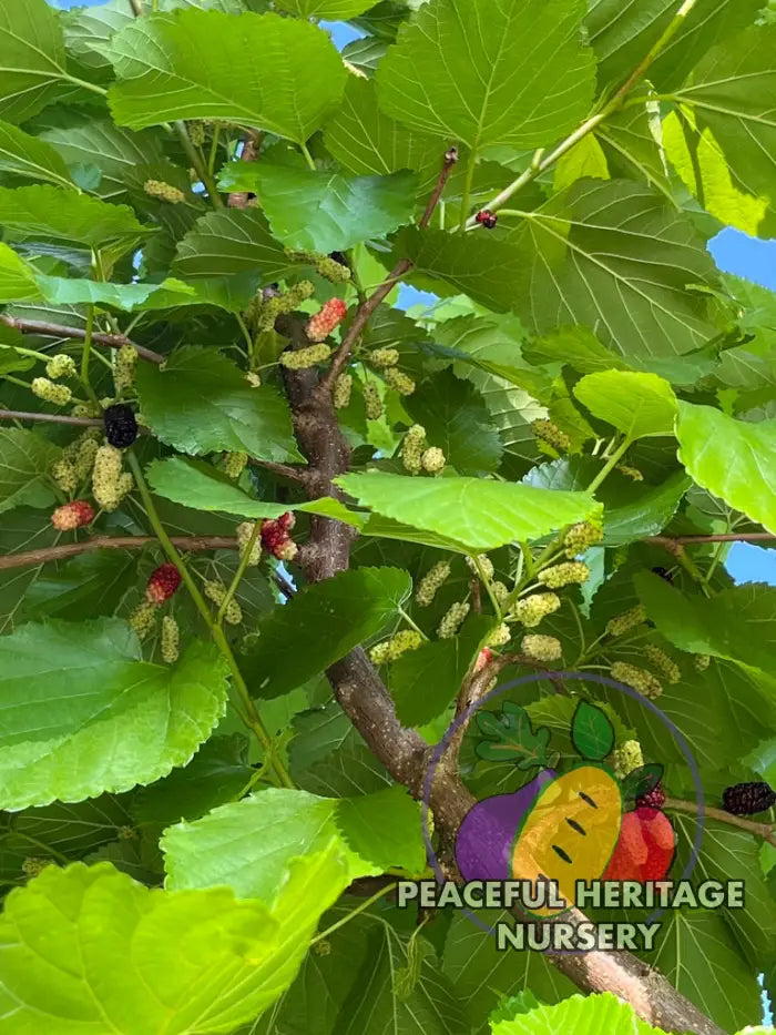 Silk Hope Mulberry - Naturally Grown Mulberry Trees For Sale