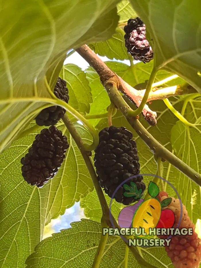 Silk Hope Mulberry - Naturally Grown - Mulberry Trees For Sale