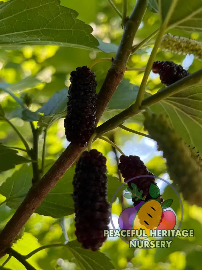 Silk Hope Mulberry - Naturally Grown Mulberry Trees For Sale