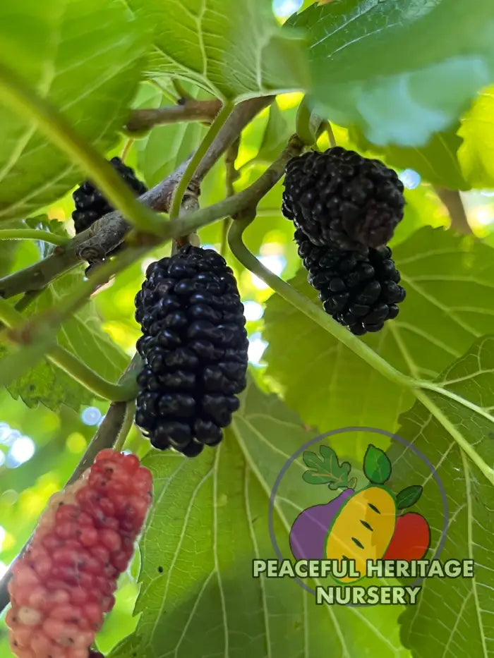 Silk Hope Mulberry - Naturally Grown - Mulberry Trees For Sale